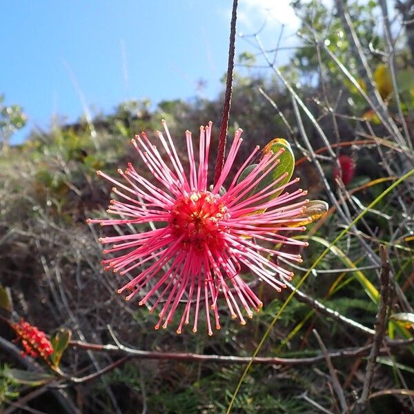 Grevillea nepwiensis Цветок