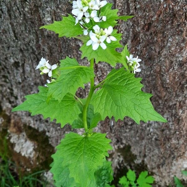 Alliaria petiolata List