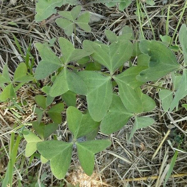 Oxalis latifolia Ліст