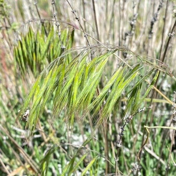 Bromus tectorum Ovoce