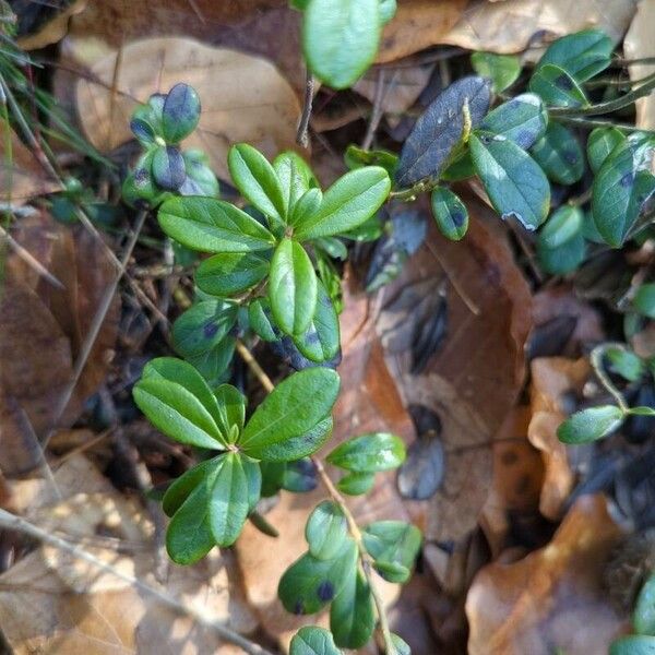 Vaccinium vitis-idaea Hoja