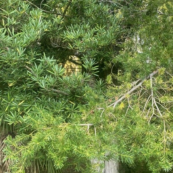 Podocarpus macrophyllus Облик