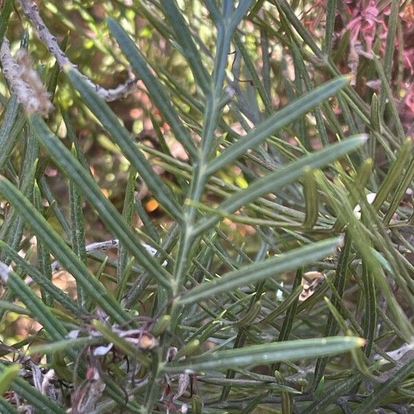 Grevillea leucopteris Φύλλο