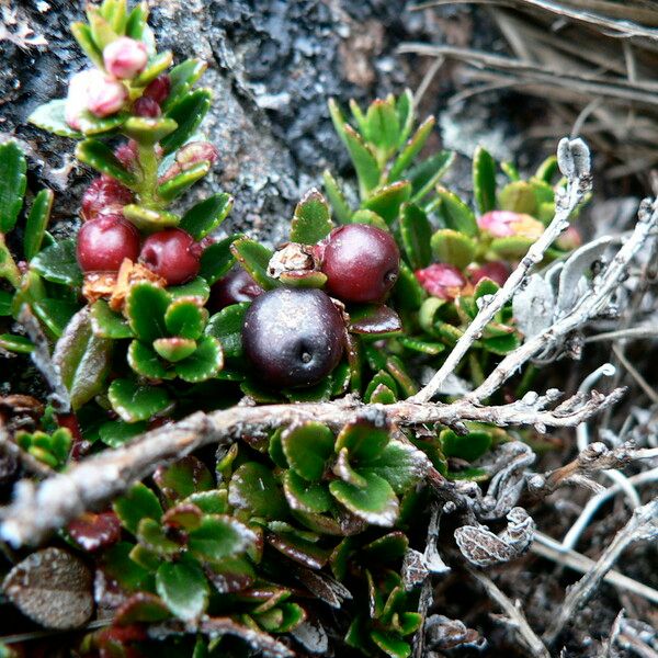 Gaultheria myrsinoides Fruto