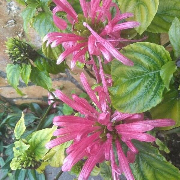 Justicia carnea Lapas