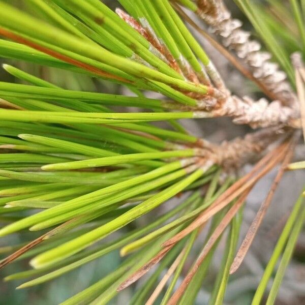 Pinus brutia Blad