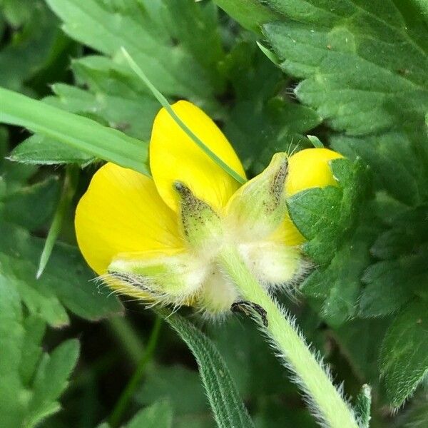 Ranunculus repens Folla