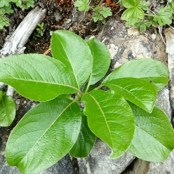 Viburnum nudum Folha