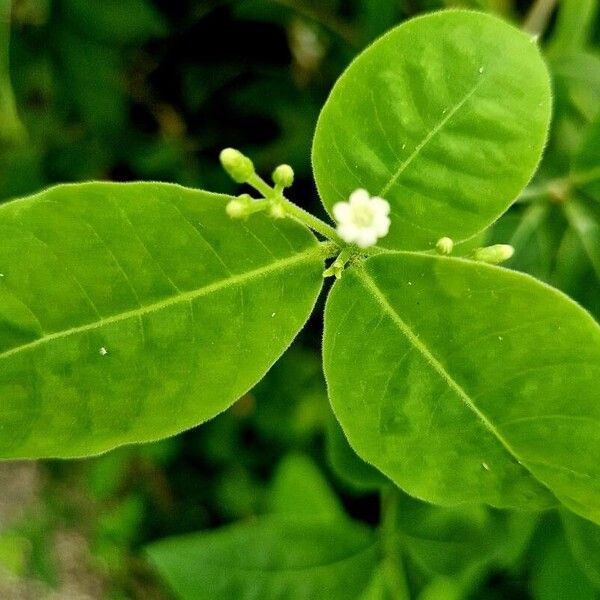 Rauvolfia tetraphylla Flor