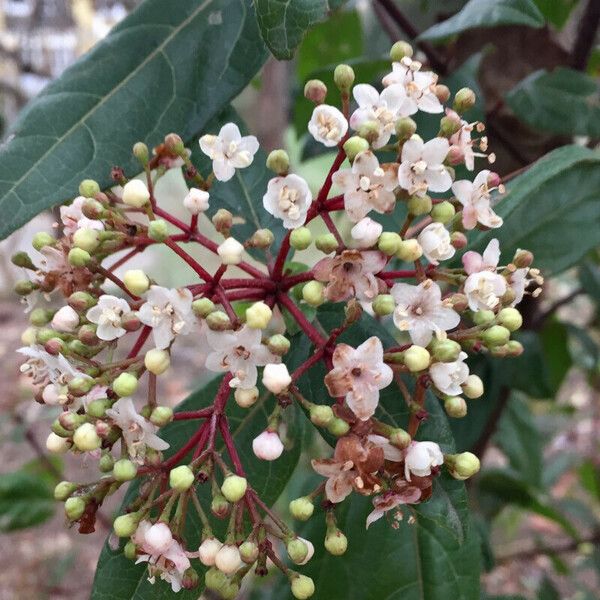 Viburnum tinus Kwiat