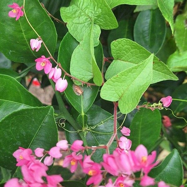 Antigonon leptopus Blad