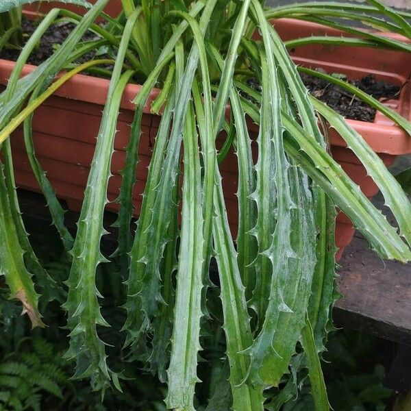 Eryngium foetidum Lapas