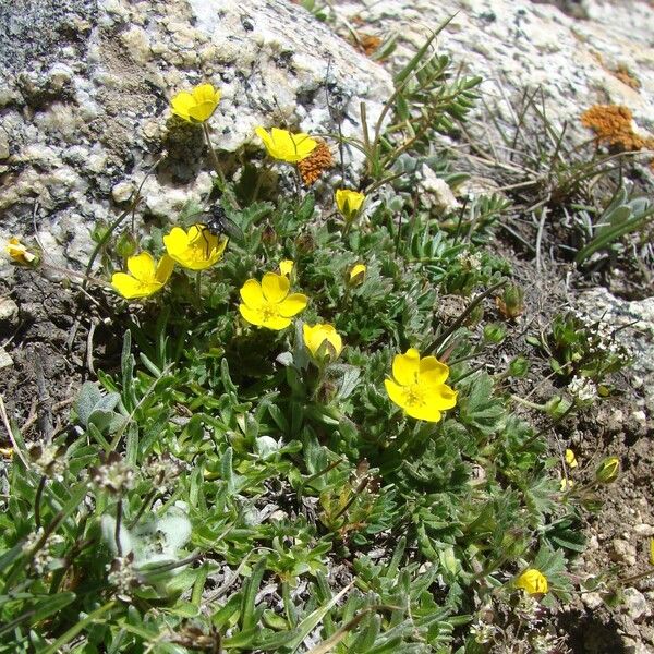 Potentilla crantzii Цветок