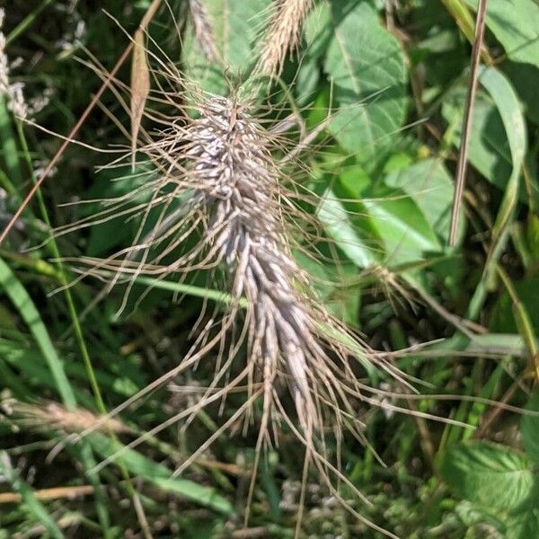 Elymus canadensis Froito