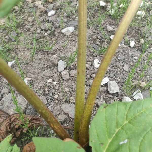 Rheum palmatum Schors