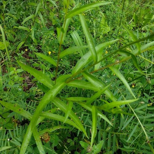 Buphthalmum salicifolium Blad