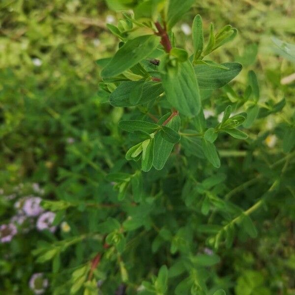 Hypericum maculatum 葉