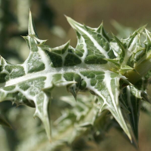 Scolymus maculatus Leaf