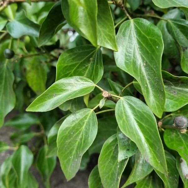 Hedera colchica Foglia