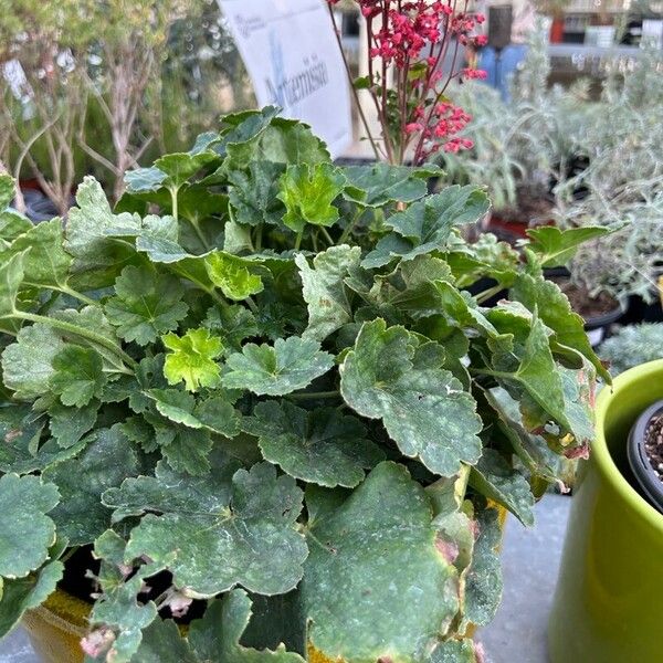 Heuchera sanguinea Leaf