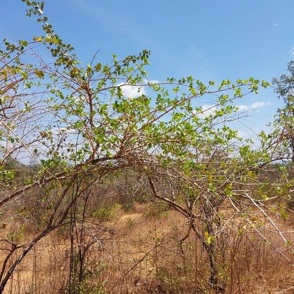 Strychnos spinosa Habit