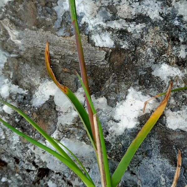 Poa alpina Лист