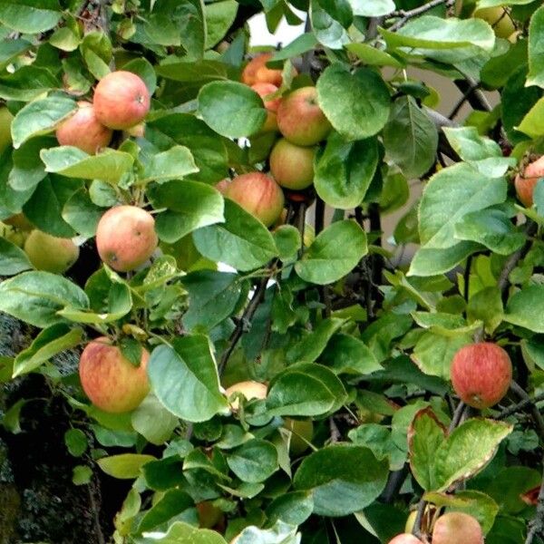 Malus pumila Blatt