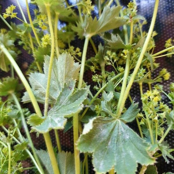 Alchemilla fissa 葉