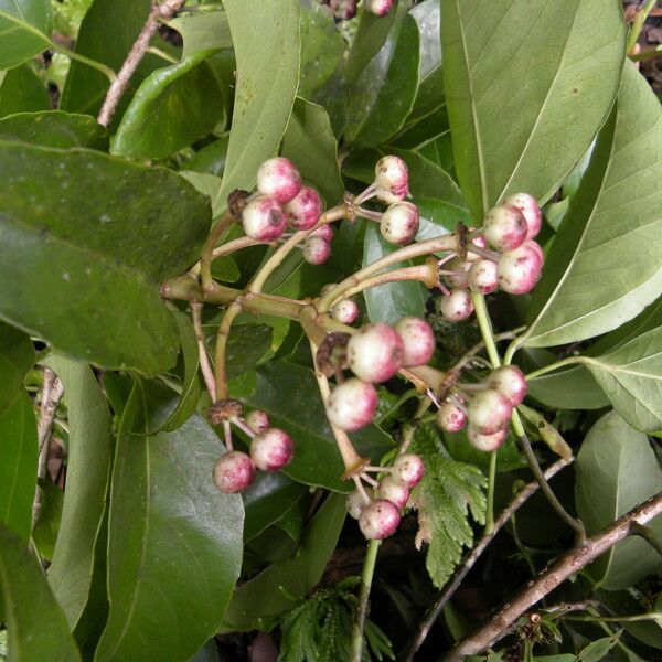 Dendropanax arboreus 果