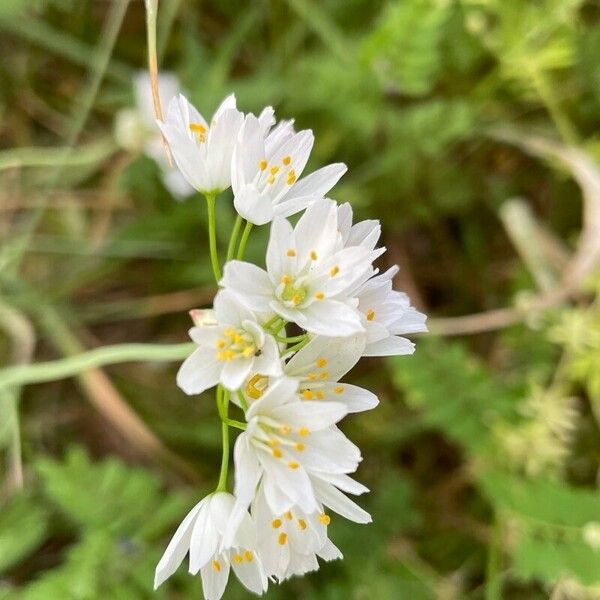 Allium massaessylum Blüte