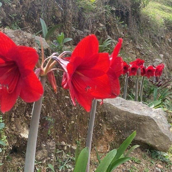 Hippeastrum reginae 花