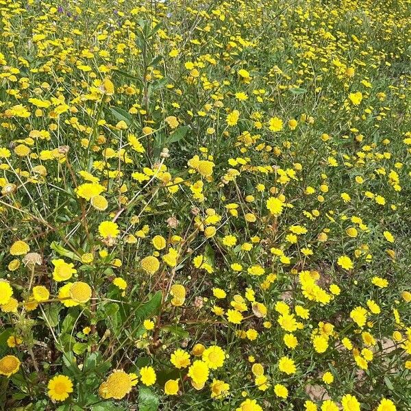 Coleostephus myconis Habit