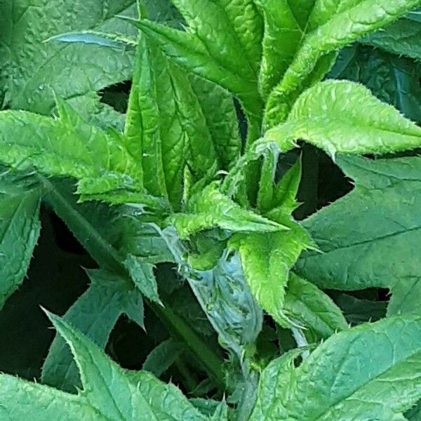 Echinops bannaticus ഇല