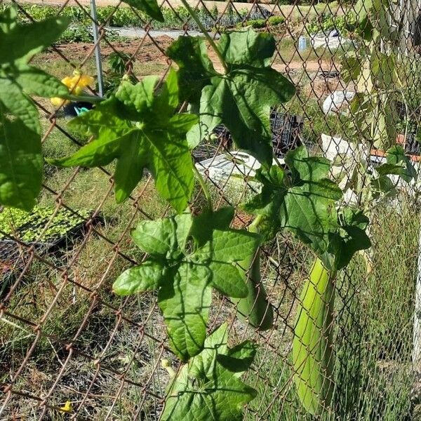 Luffa aegyptiaca Blatt