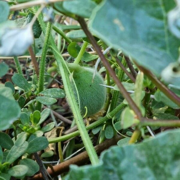 Cucumis dipsaceus Meyve