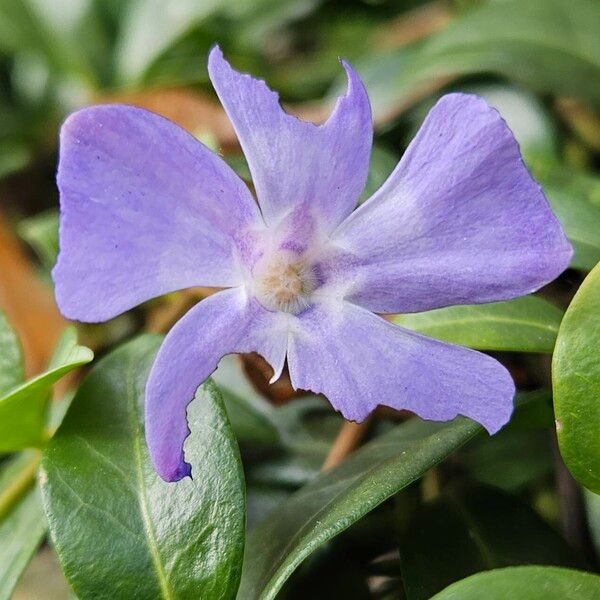 Vinca minor Flower