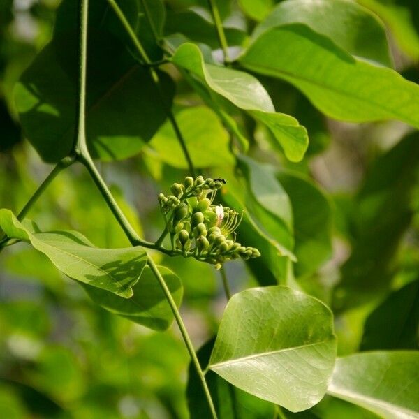 Afzelia africana 葉