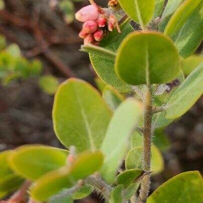 Arctostaphylos columbiana 叶