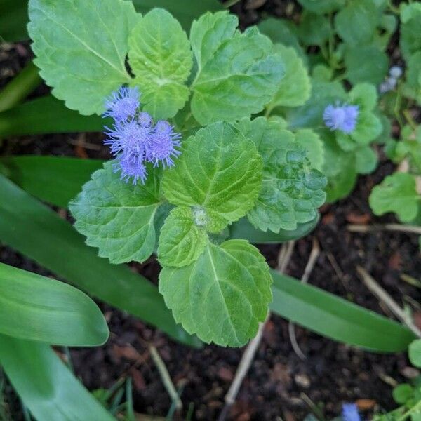 Ageratum conyzoides ഇല