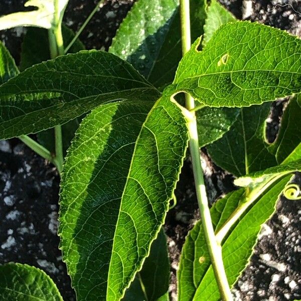 Passiflora incarnata Лист