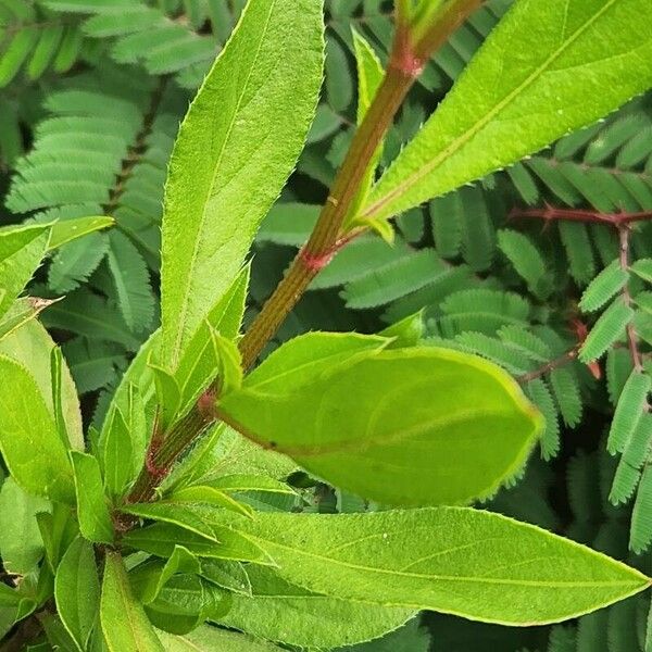 Ceratostigma abyssinicum Кора