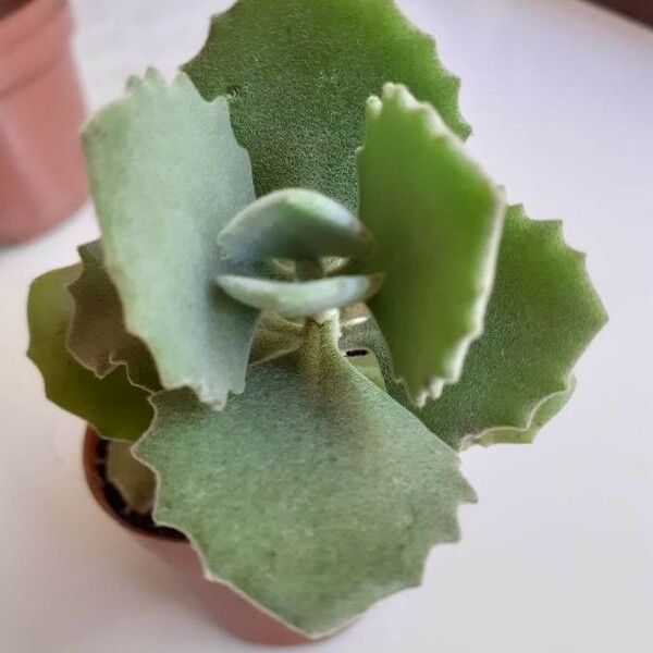 Kalanchoe millotii Leaf