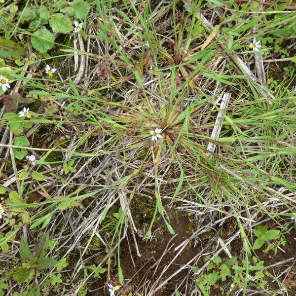 Sisyrinchium micranthum Habit