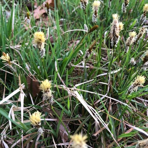 Carex caryophyllea Flower