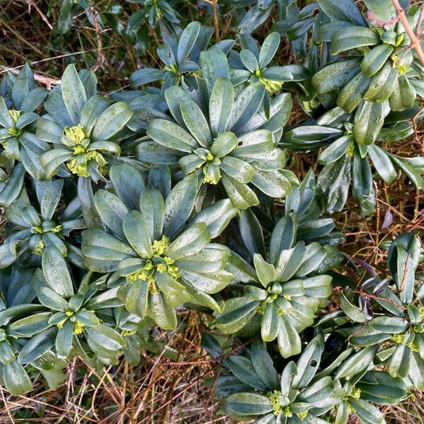 Daphne laureola Hábito