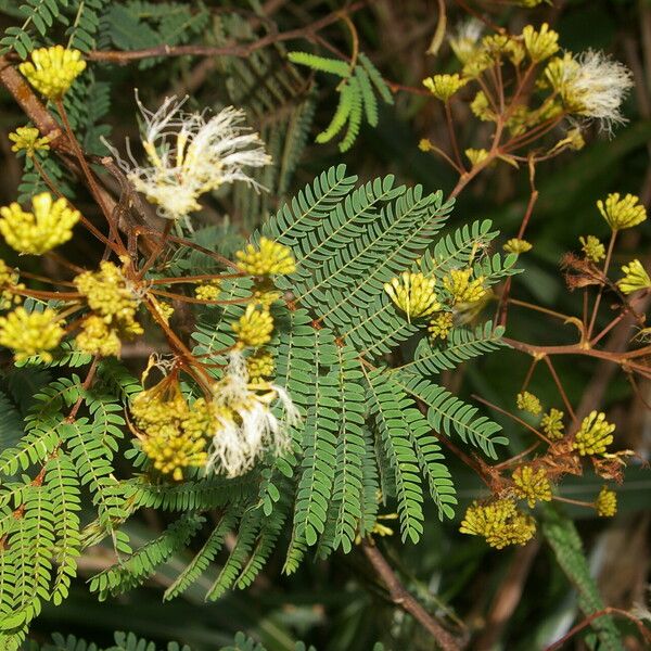 Albizia carbonaria Flor