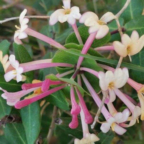 Lonicera implexa Цвят