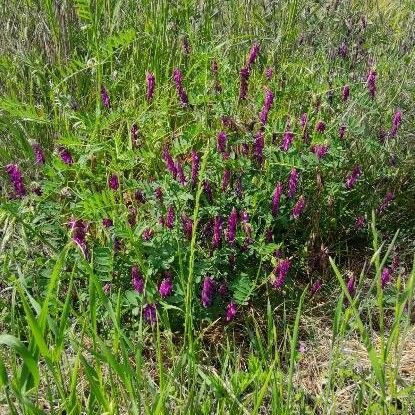 Vicia villosa Pokrój