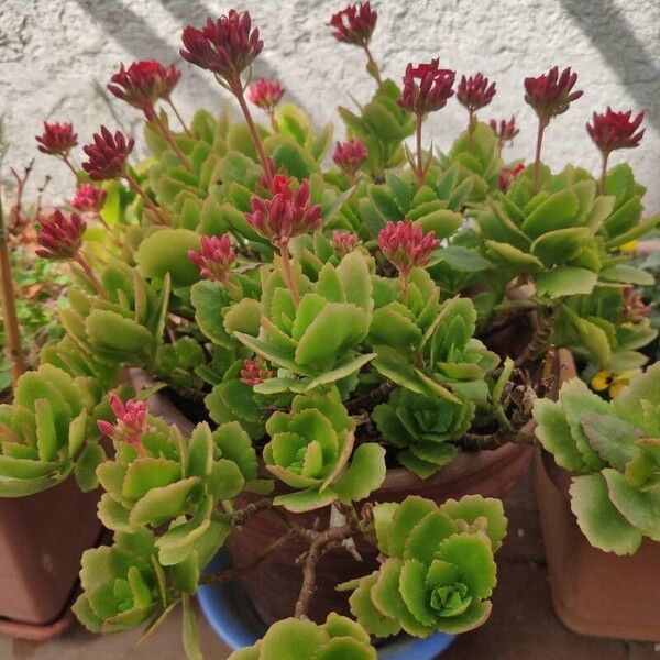 Kalanchoe crenata Flor