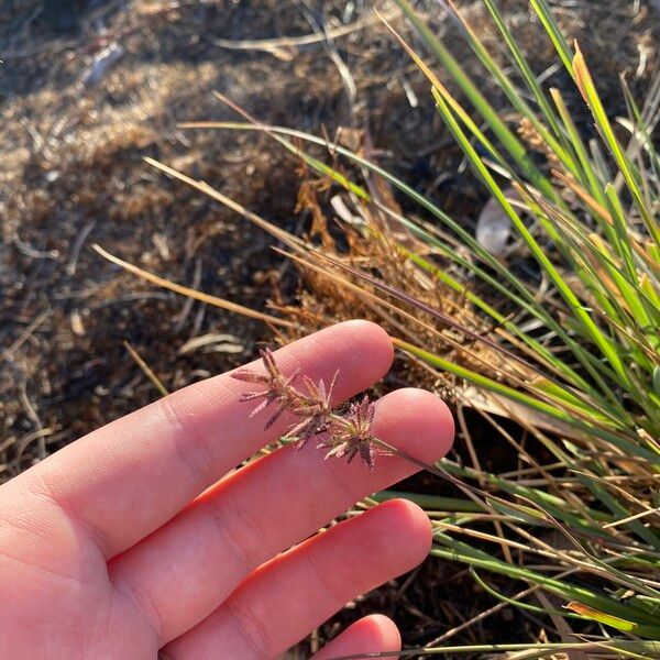 Eragrostis elongata 花